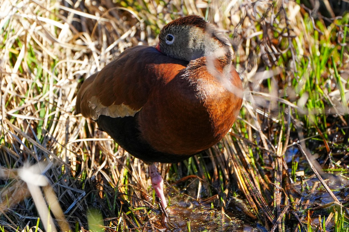 rødnebbplystreand - ML646767079