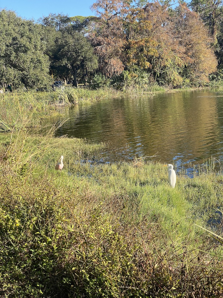 Pembe Kaşıkçı - ML646767080