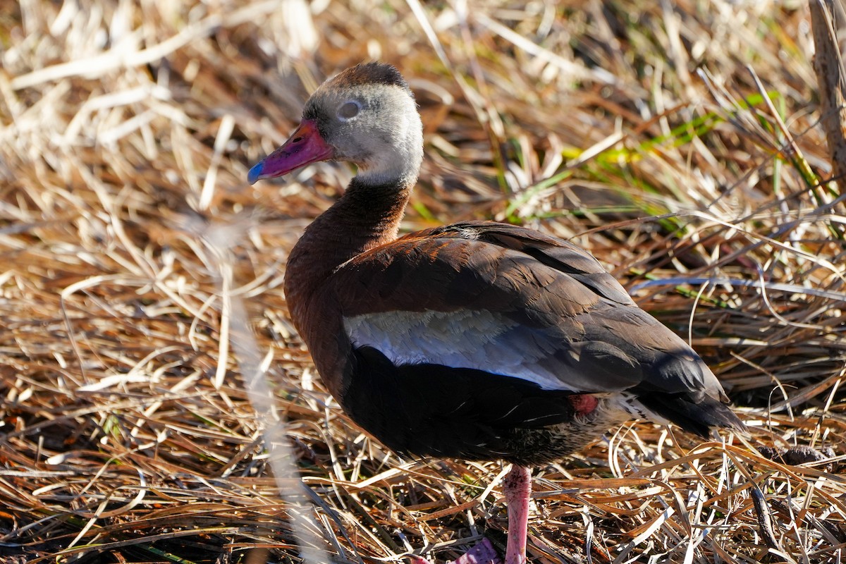 rødnebbplystreand - ML646767081