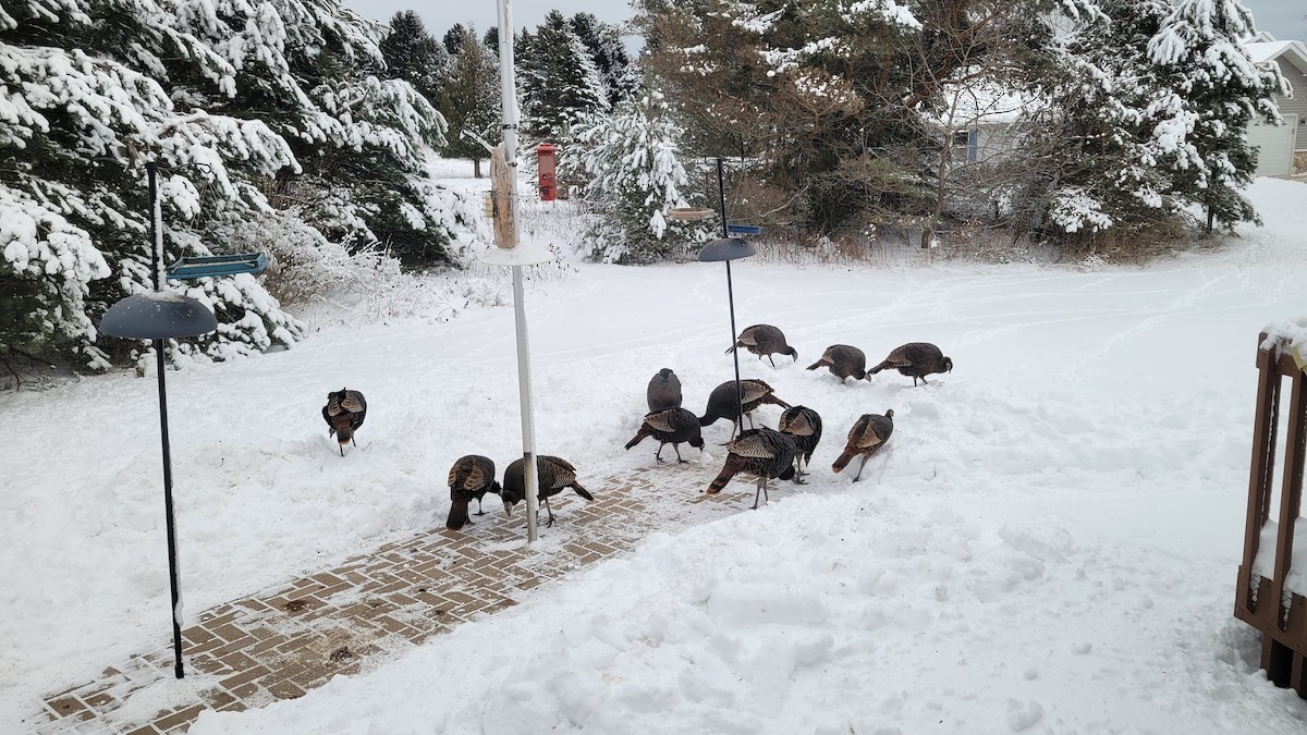 Wild Turkey - ML646767082