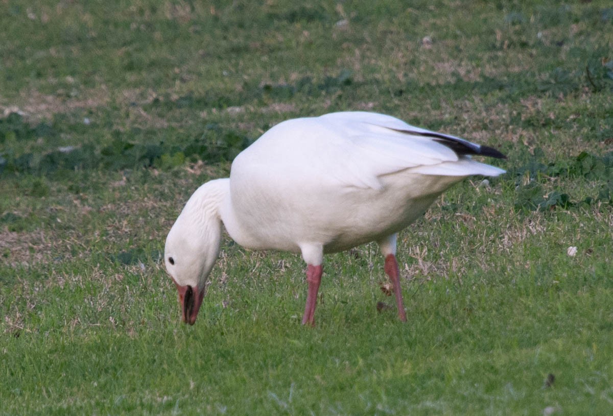 Snow Goose - ML646767086