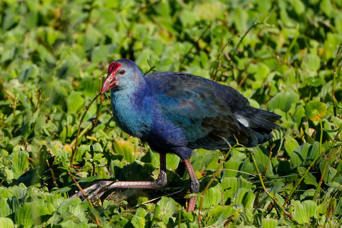 gråhodesultanhøne - ML646767087