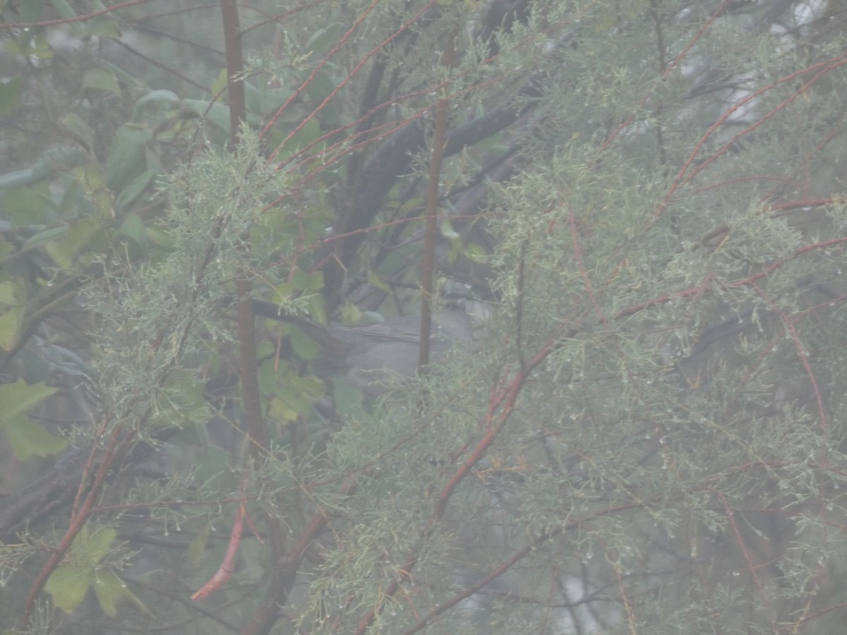 Pájaro Gato Gris - ML646767088