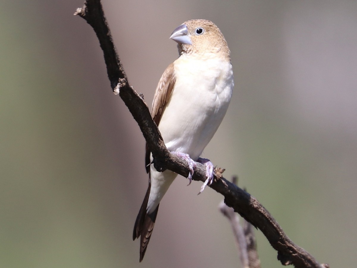 African Silverbill - ML646767089