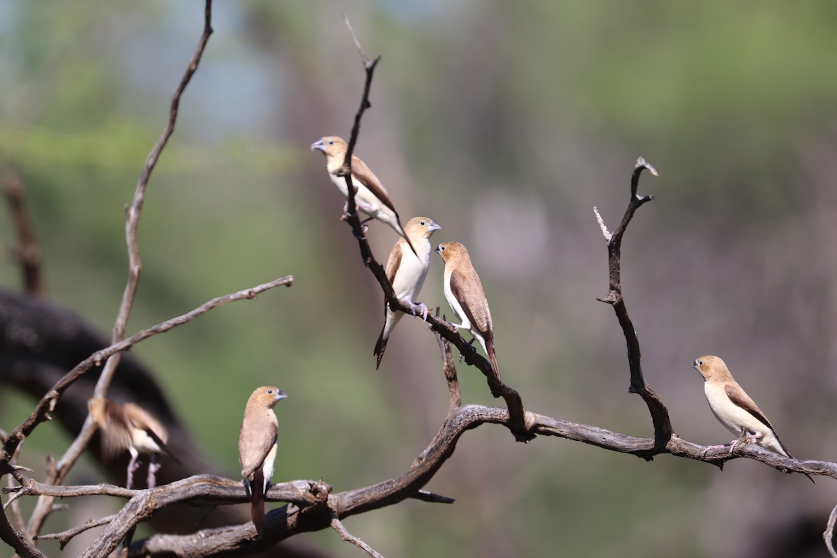 African Silverbill - ML646767090