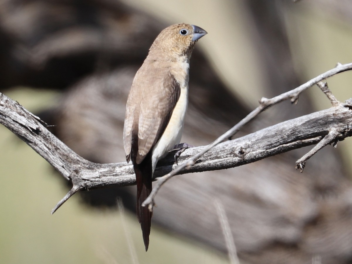 African Silverbill - ML646767093