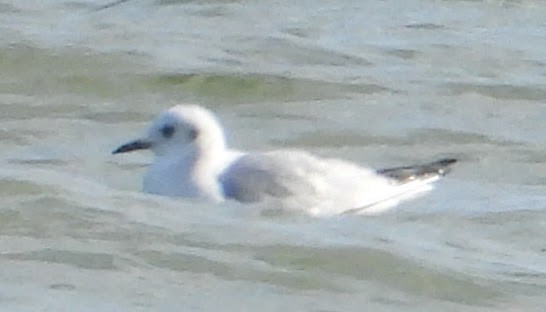 ボナパルトカモメ - ML646767095