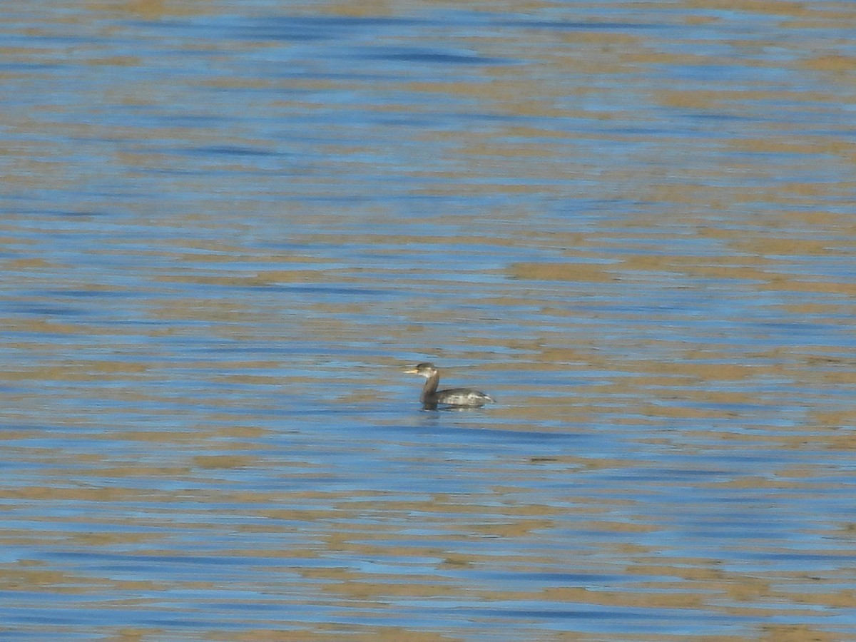 Red-necked Grebe - ML646767096