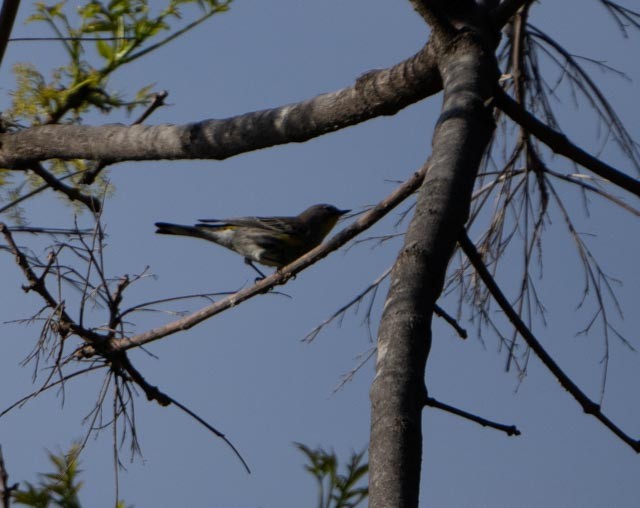 Yellow-rumped Warbler - ML646767099
