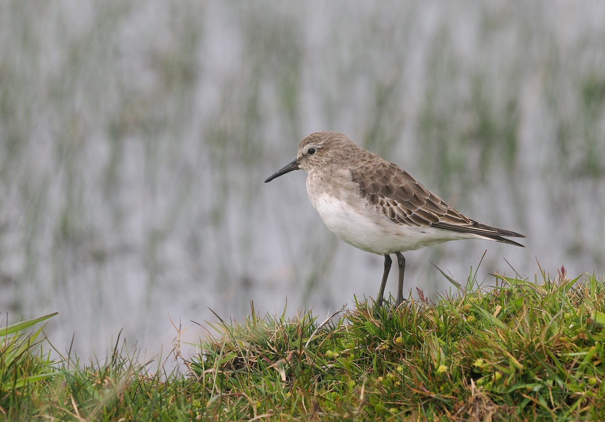 Bécasseau à croupion blanc - ML646767100