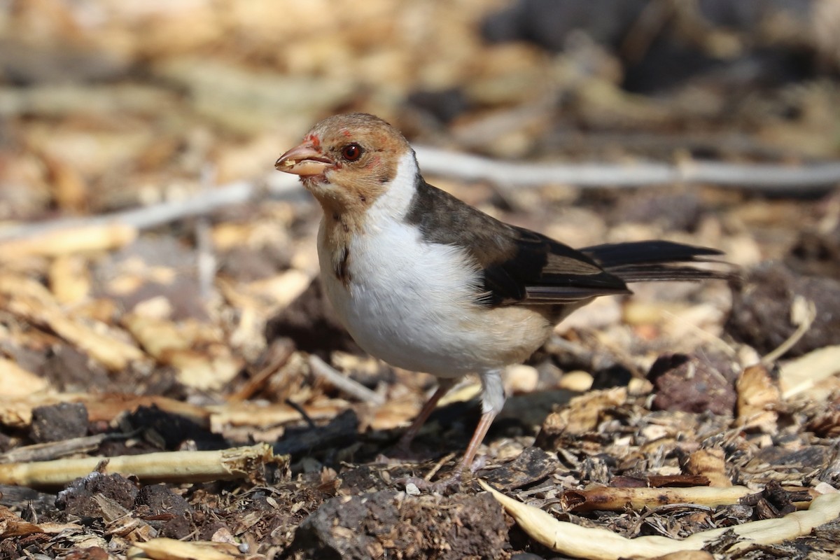 Yellow-billed Cardinal - ML646767101
