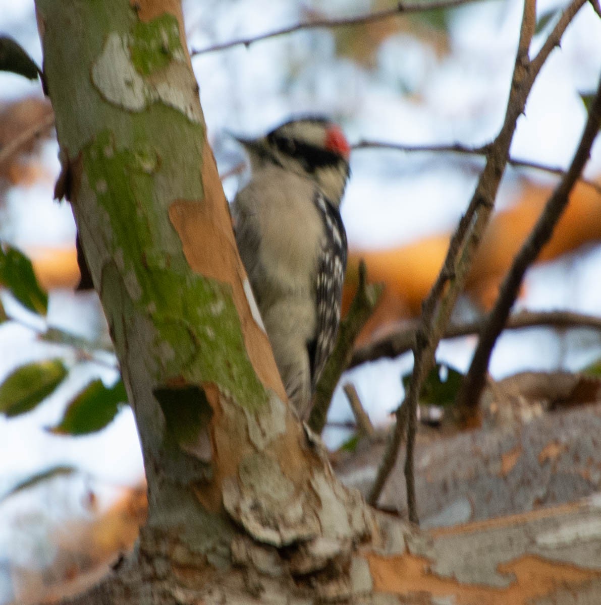 Downy Woodpecker - ML646767102