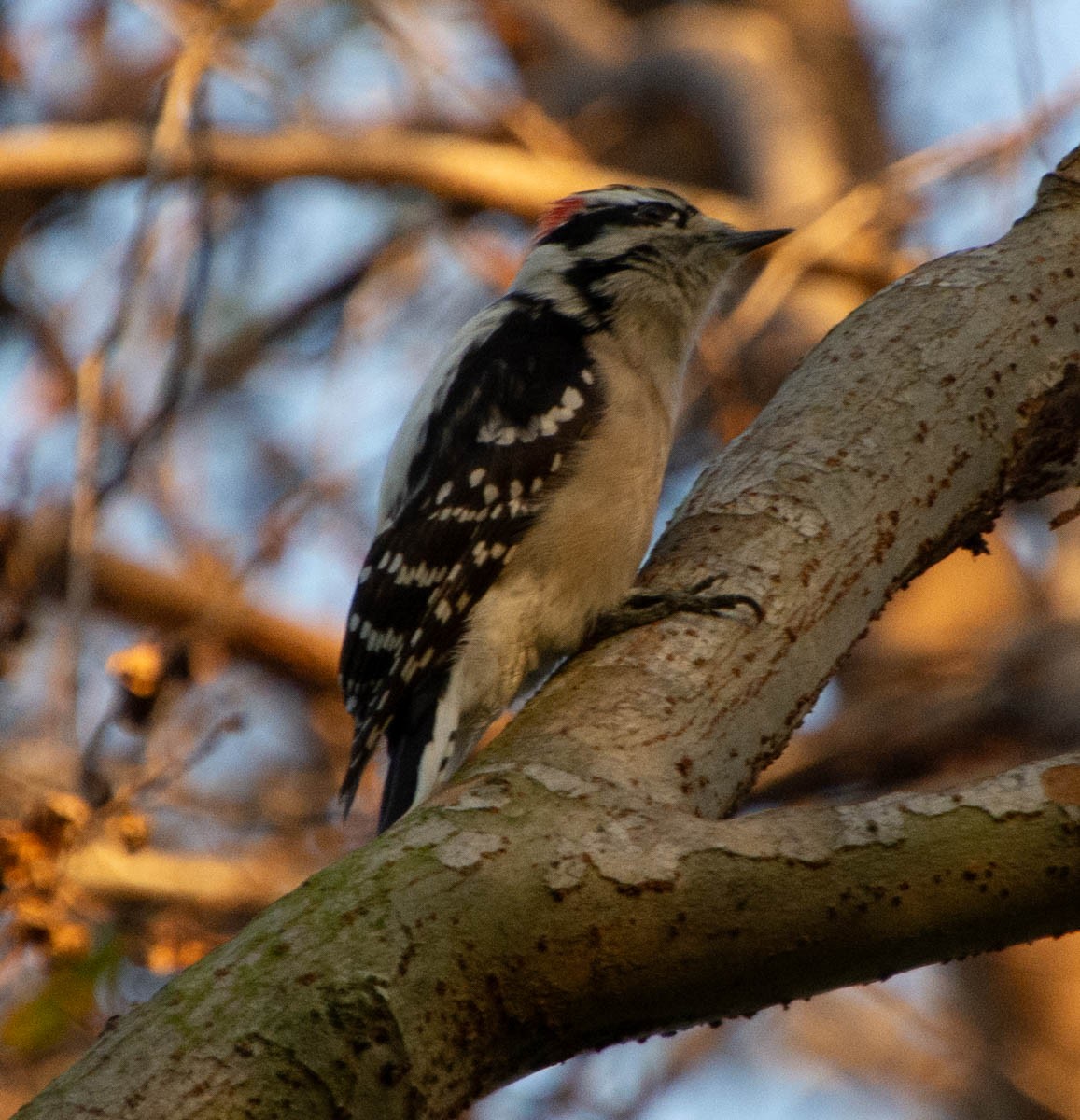 Downy Woodpecker - ML646767103