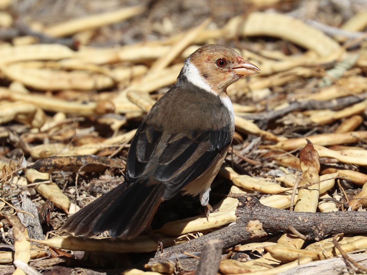 Yellow-billed Cardinal - ML646767104