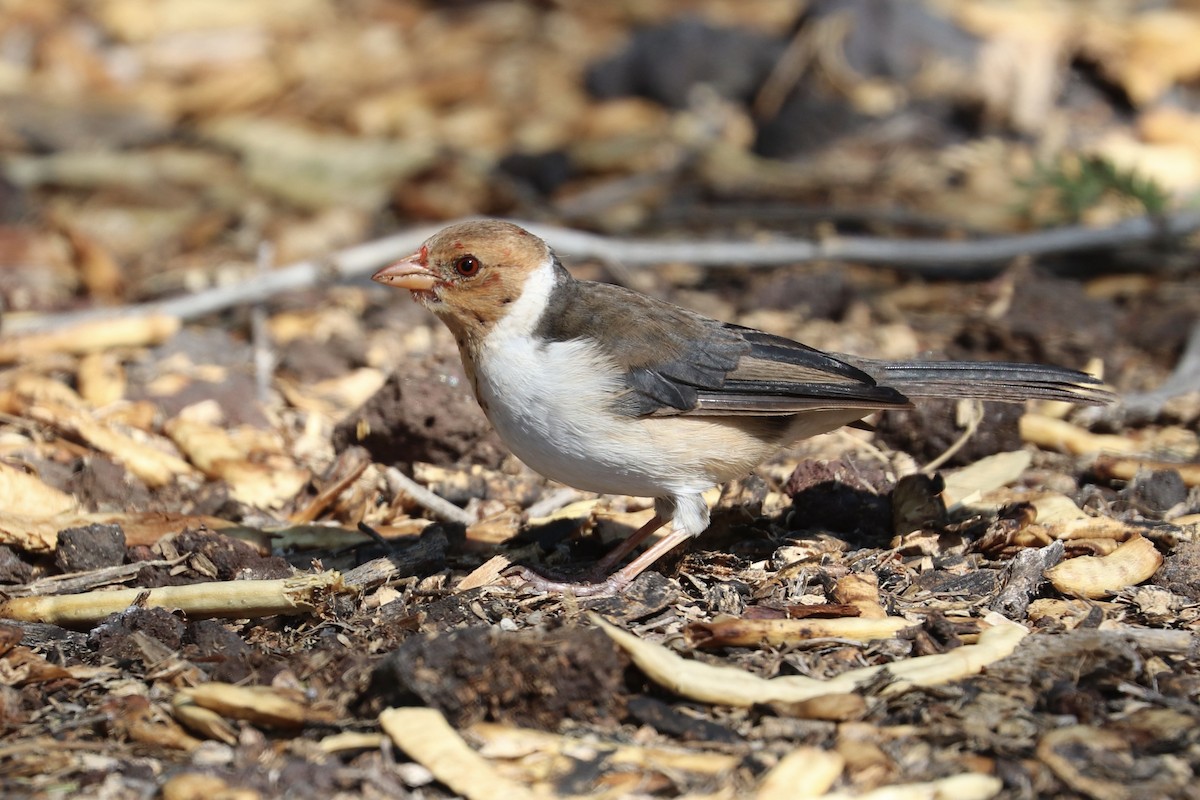 Yellow-billed Cardinal - ML646767105