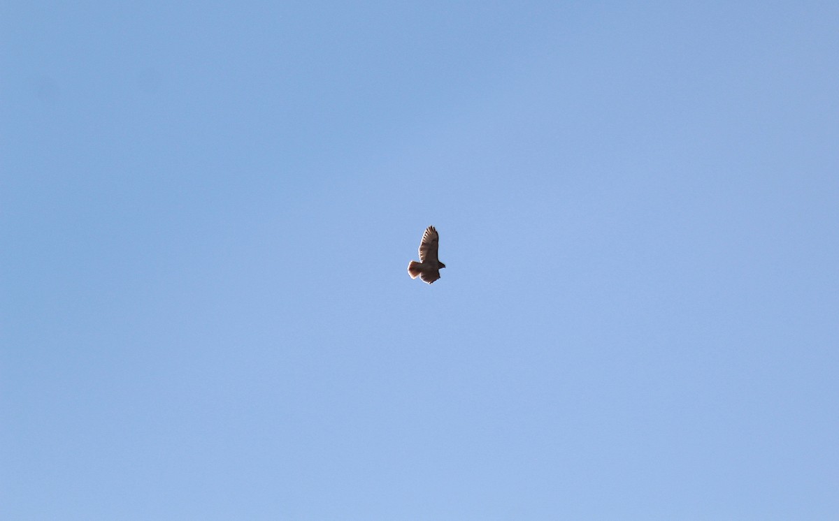 Red-tailed Hawk - ML646767107