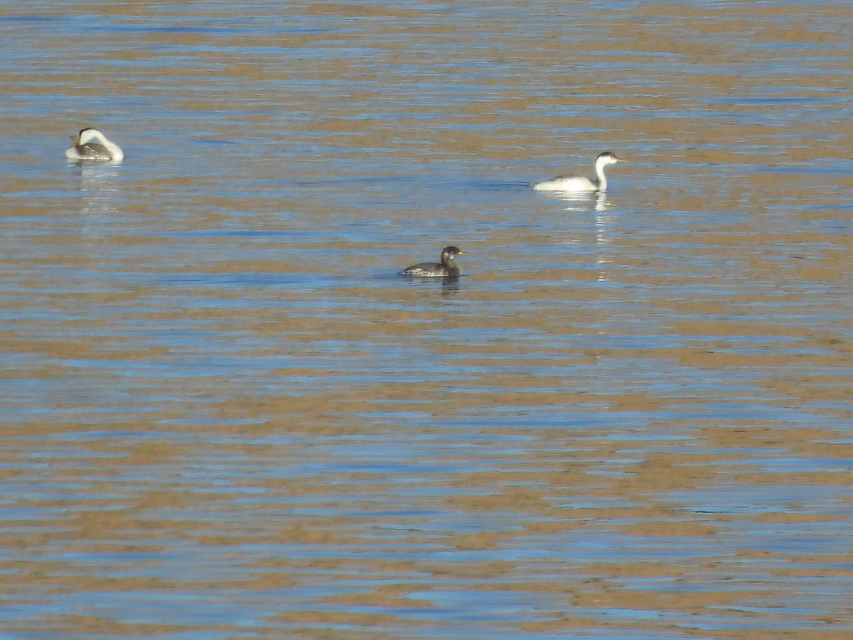 Red-necked Grebe - ML646767108