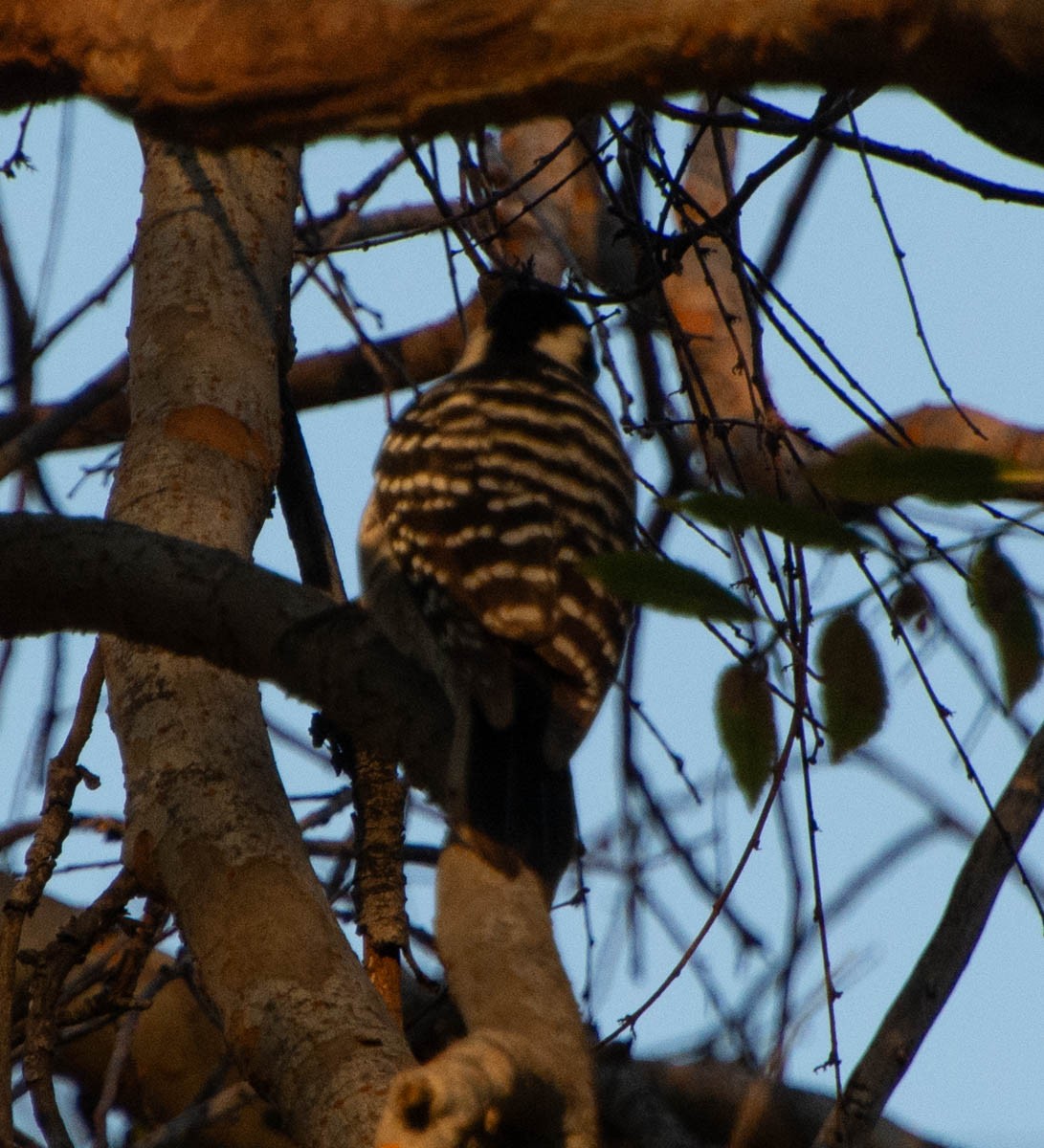 Nuttall's Woodpecker - ML646767110