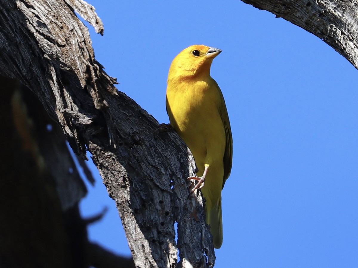 Saffron Finch - ML646767111