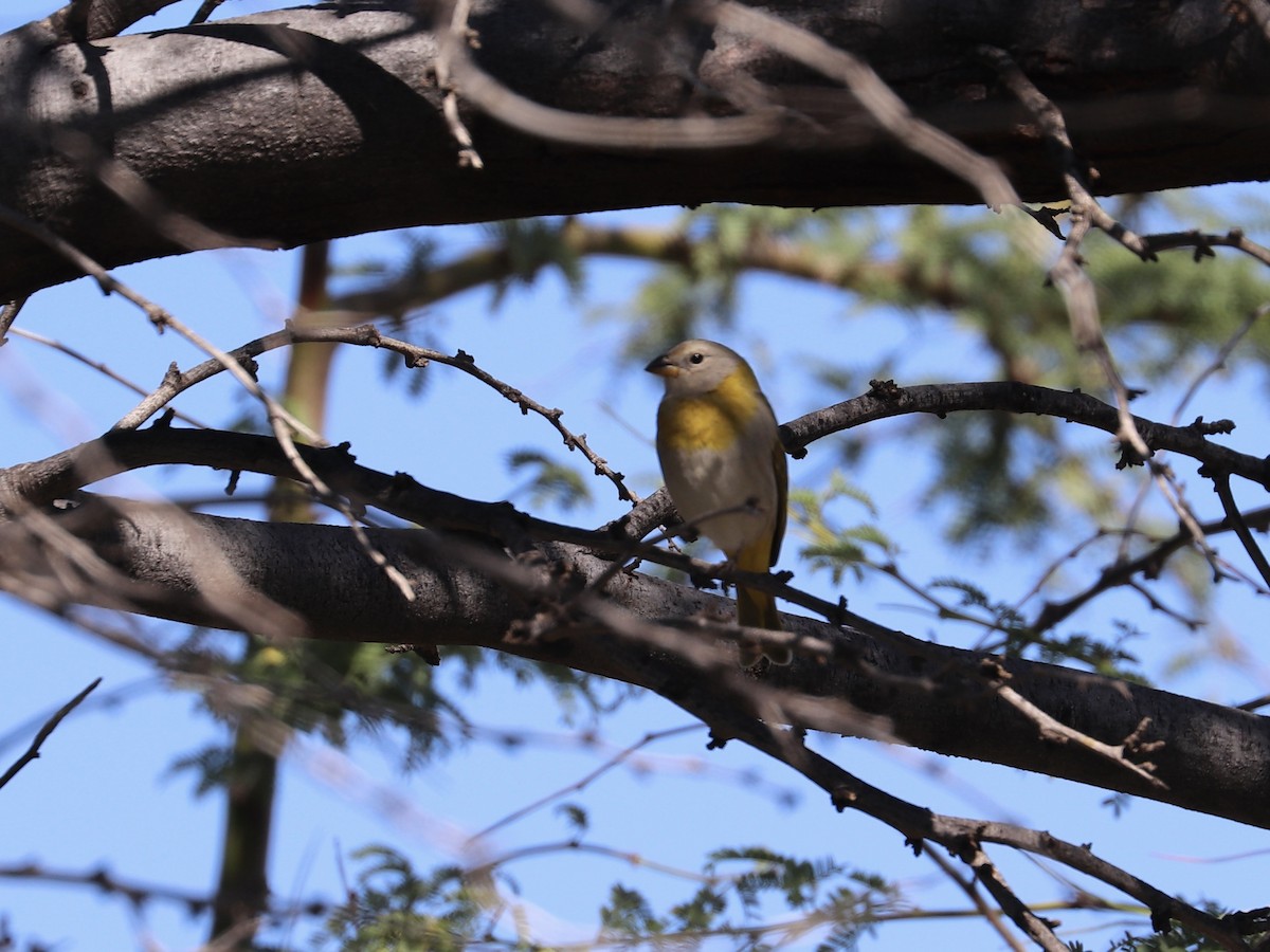 Saffron Finch - ML646767112