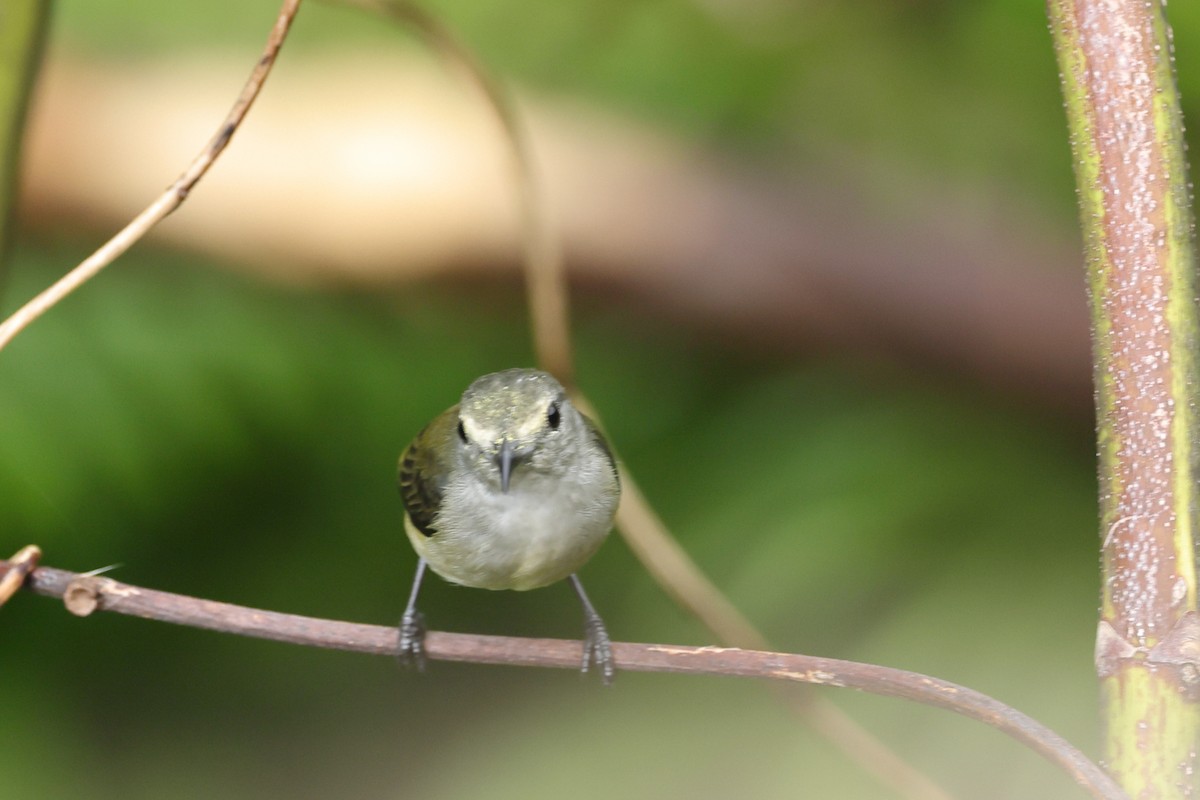 Pygmy Flowerpecker - ML646767114