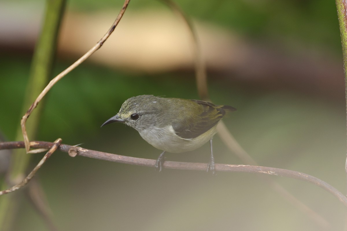 Pygmy Flowerpecker - ML646767115