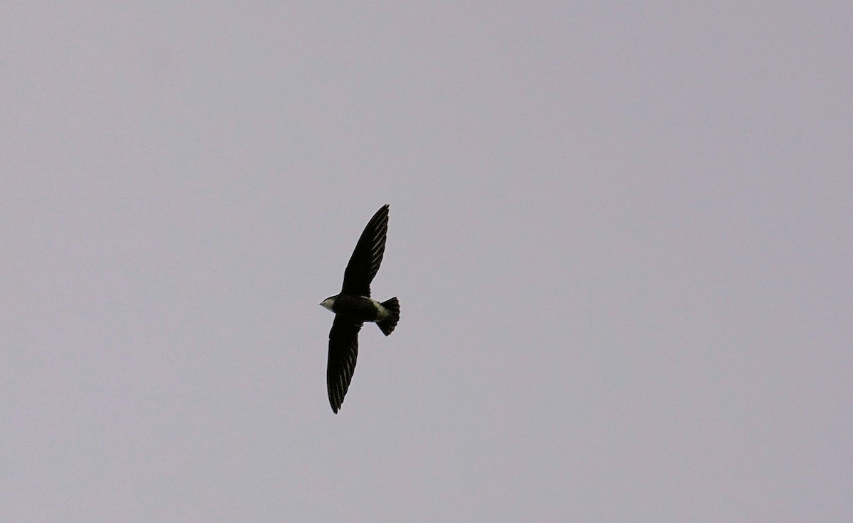 Ойн морин ураацай - ML646767117