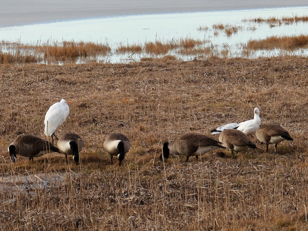 Большая белая цапля - ML646767122