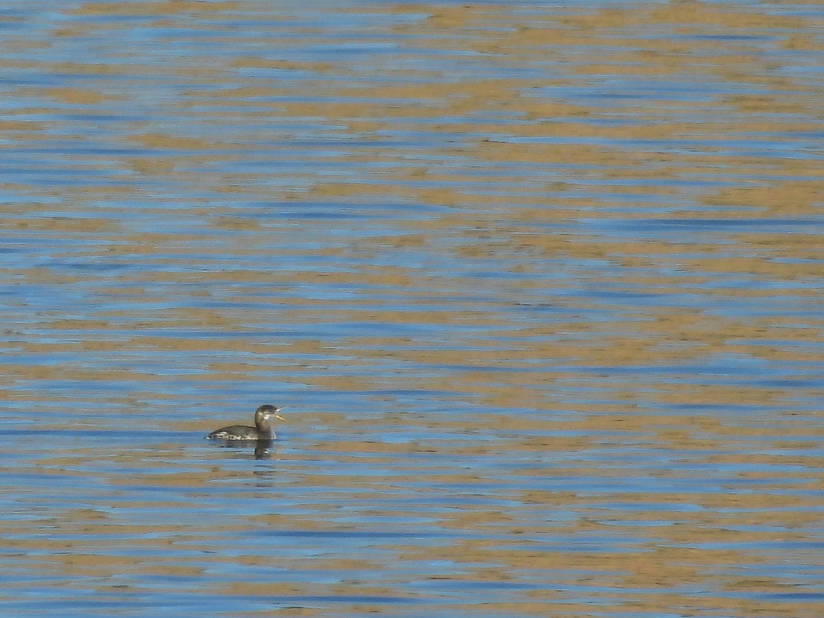 Red-necked Grebe - ML646767130