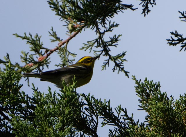 Townsend's Warbler - ML646767131