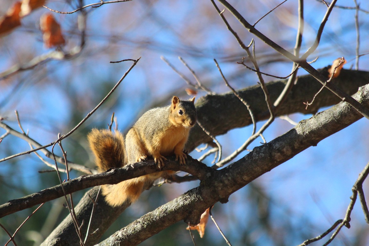 סנאי שועלי - ML646767132
