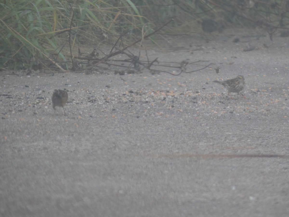 Chingolo Sabanero - ML646767141