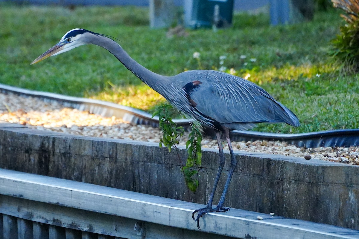 herodiashegre - ML646767144