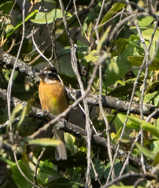 Picogrueso Cabecinegro - ML646767146