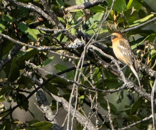 Picogrueso Cabecinegro - ML646767147