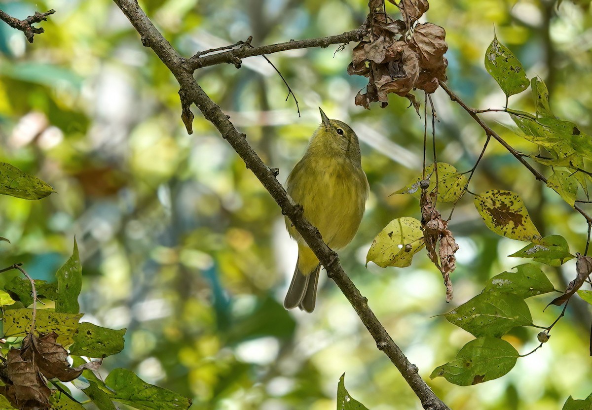 Orange-crowned Warbler - ML646767148