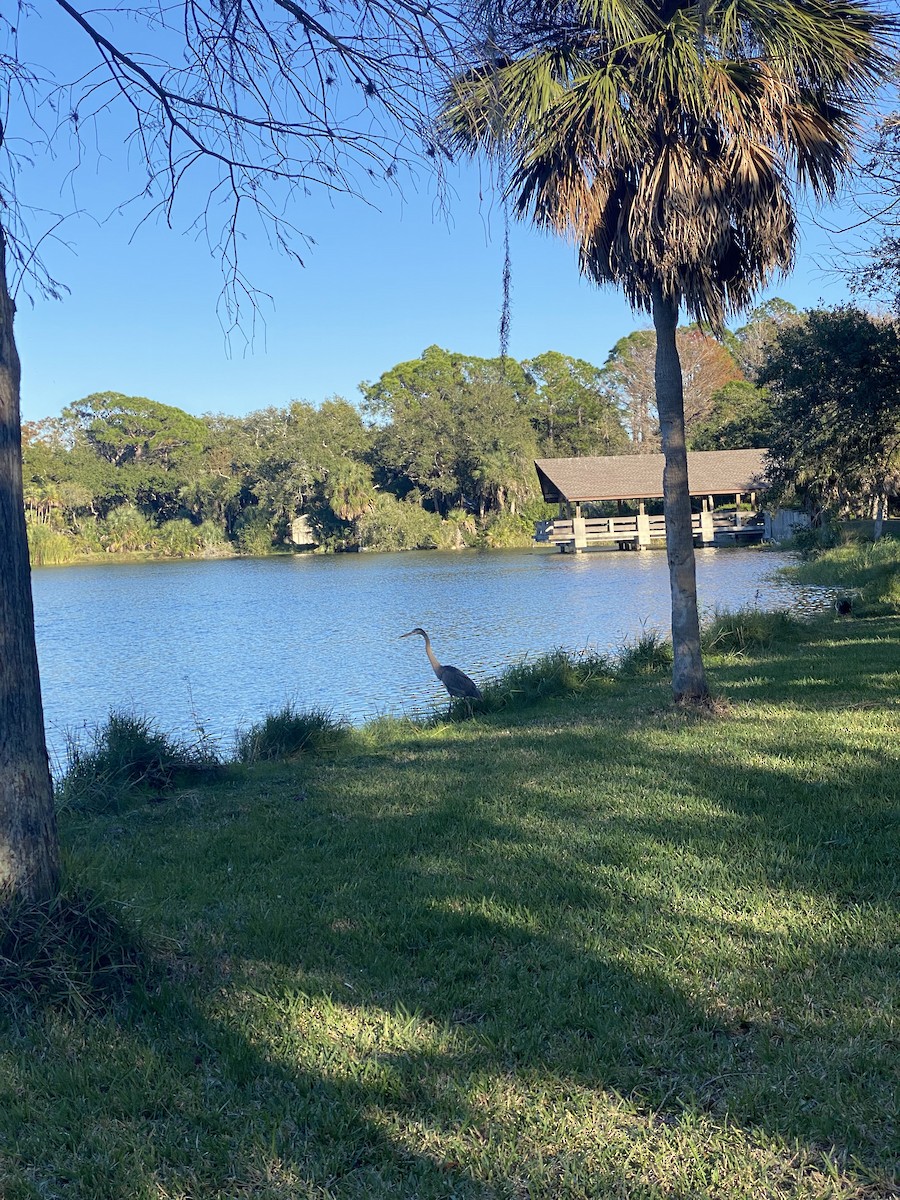 Amerika Gri Balıkçılı - ML646767149