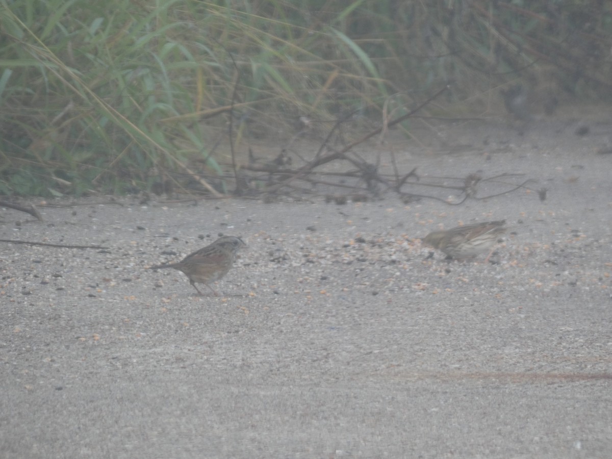 Chingolo Pantanero - ML646767150