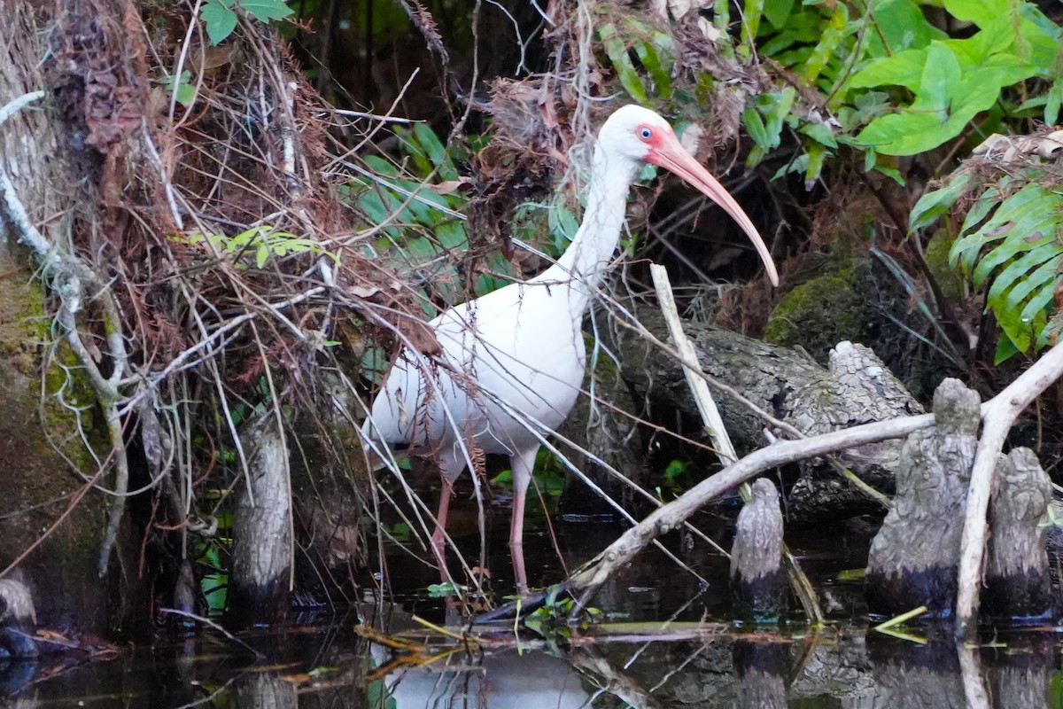 hvitibis - ML646767152