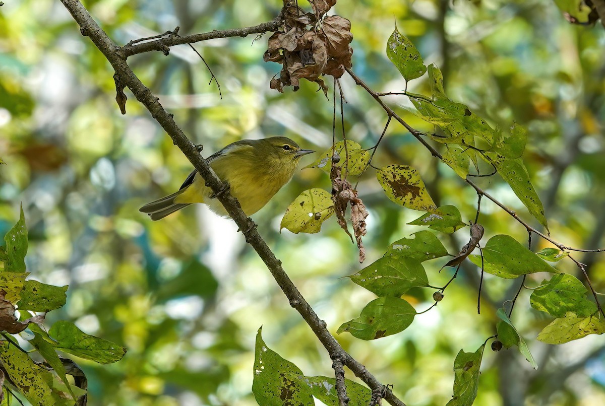 Orange-crowned Warbler - ML646767153