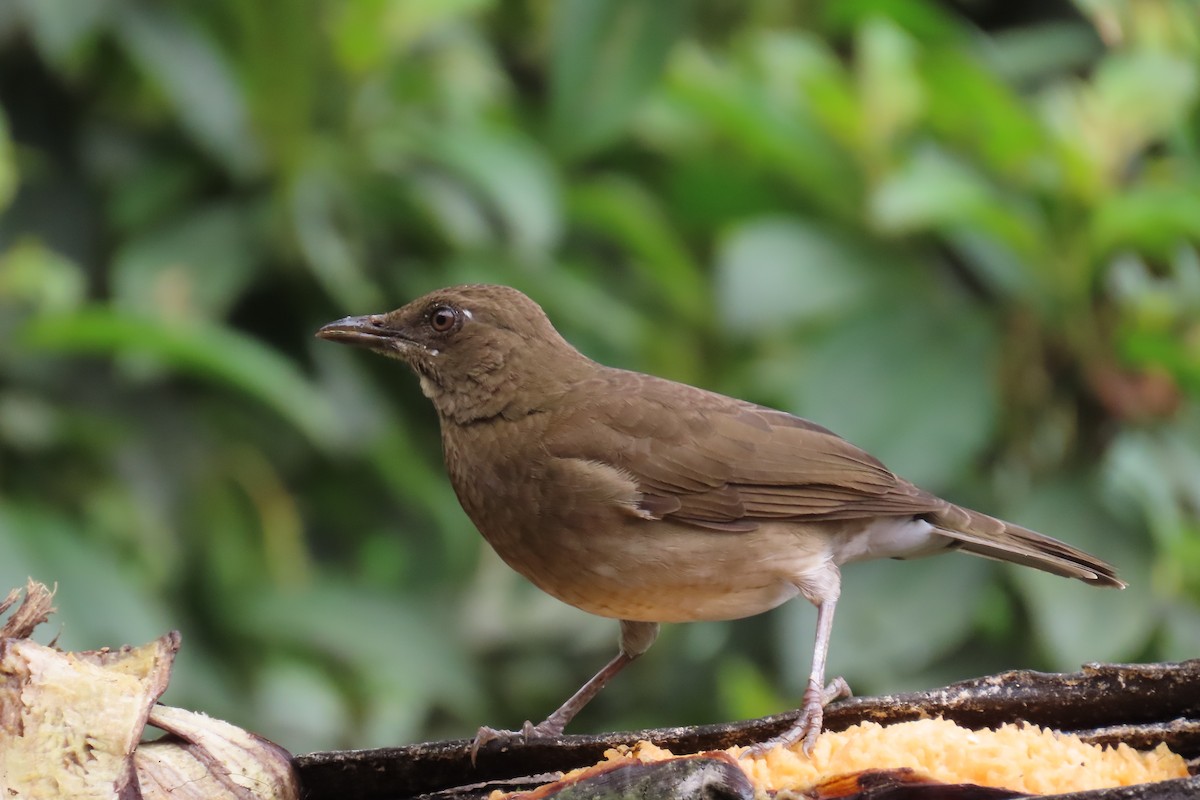 Zorzal Piquinegro - ML646767154