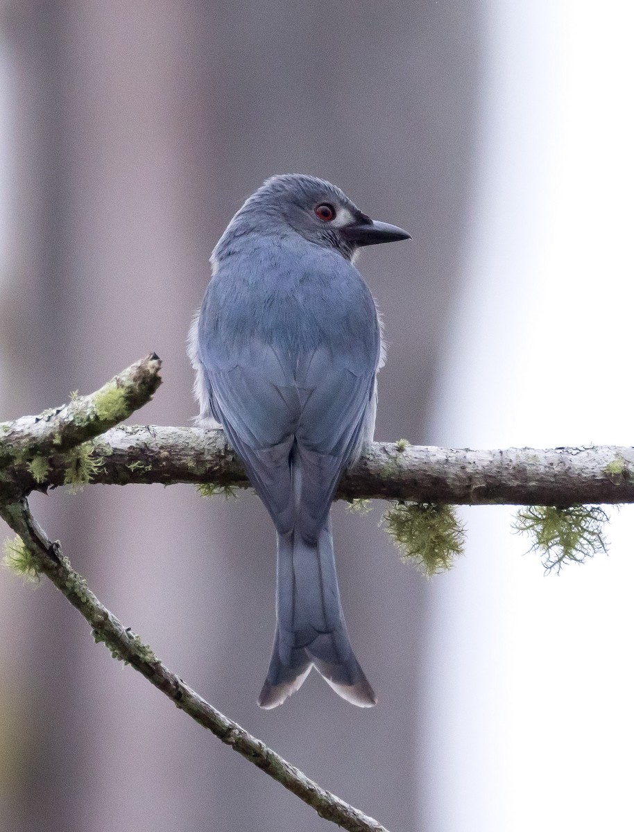 Дронго сірий (підвид stigmatops) - ML646767155