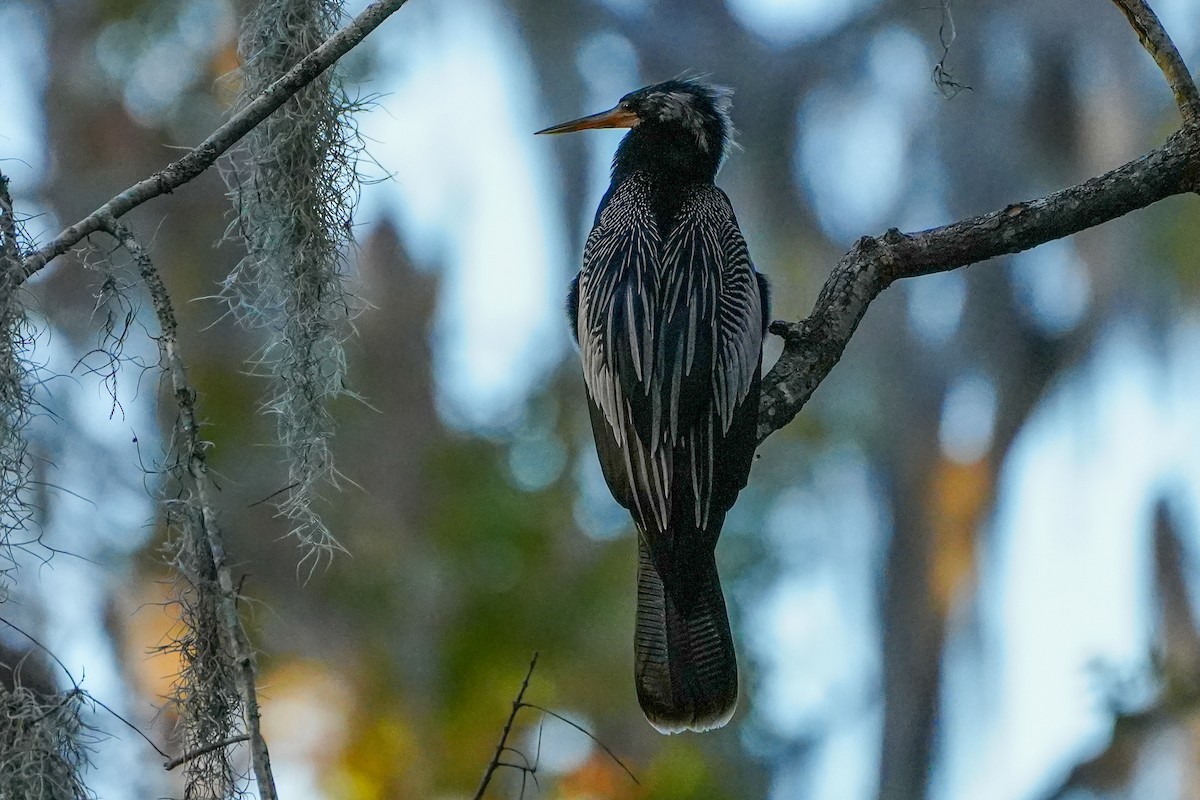 amerikaslangehals - ML646767157