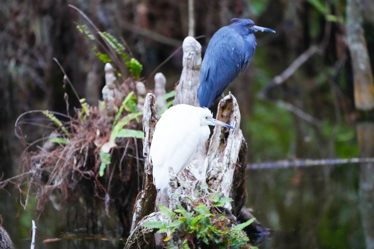 blåhegre - ML646767160