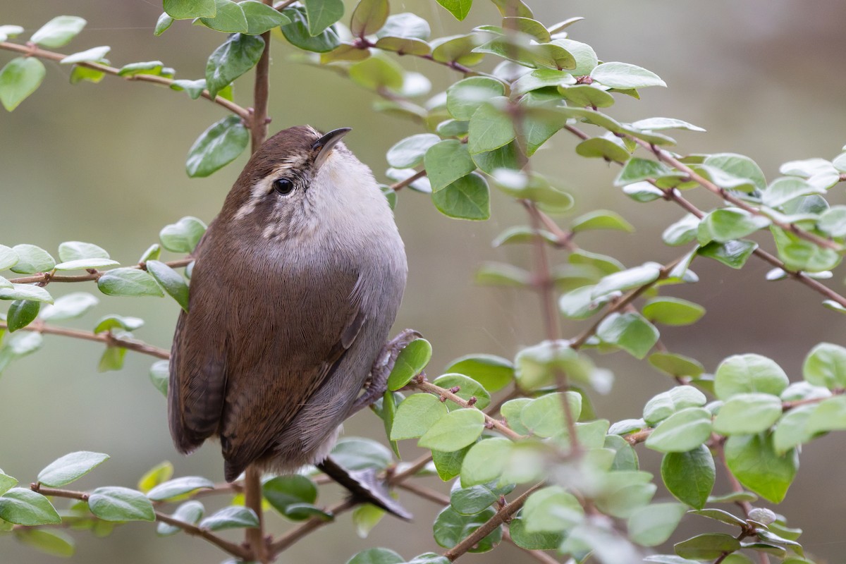 Bewick's Wren - ML646767161