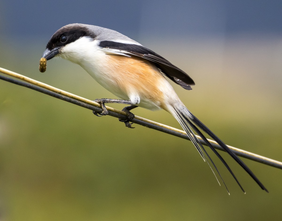 Сорокопуд довгохвостий - ML646767164