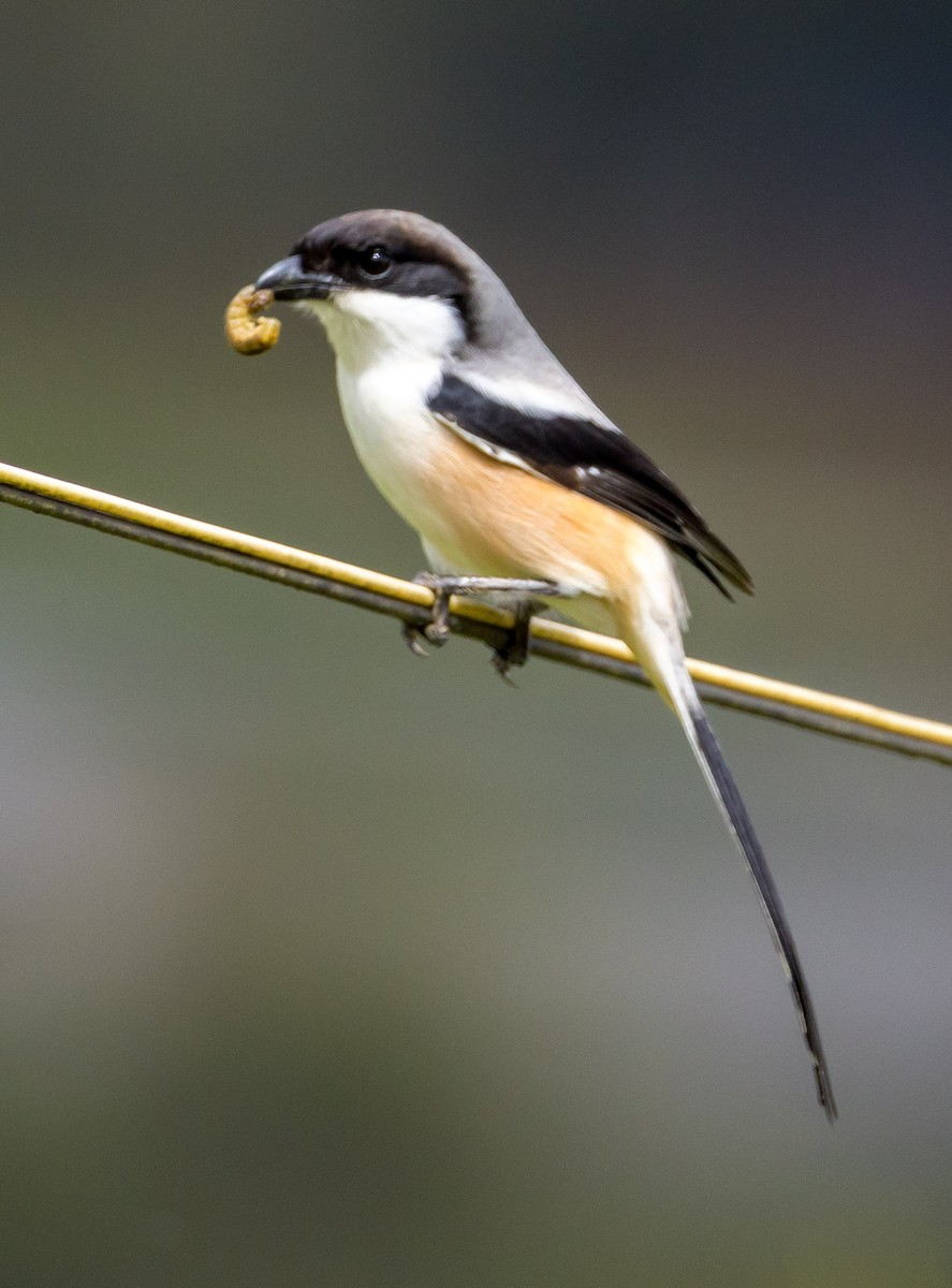 Сорокопуд довгохвостий - ML646767165