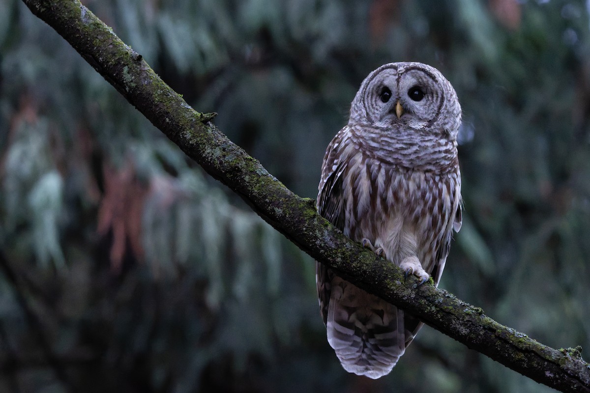 Barred Owl - ML646767166