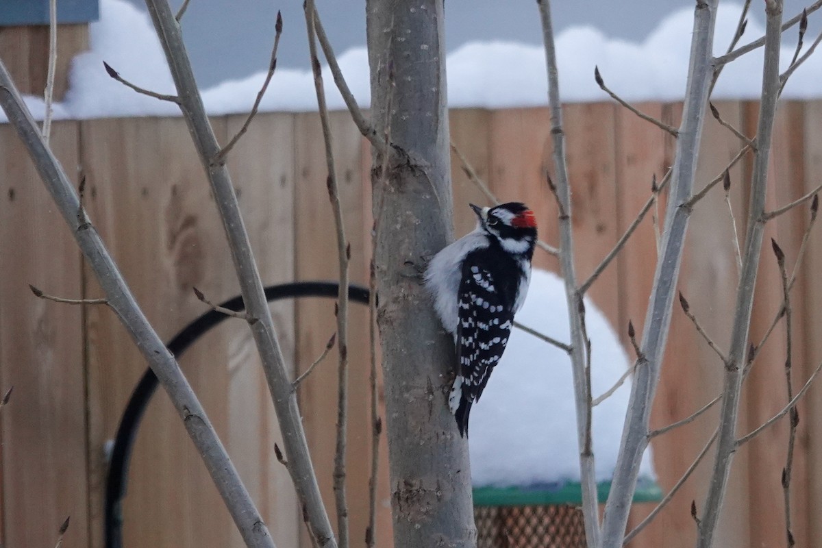 Downy Woodpecker - ML646767167