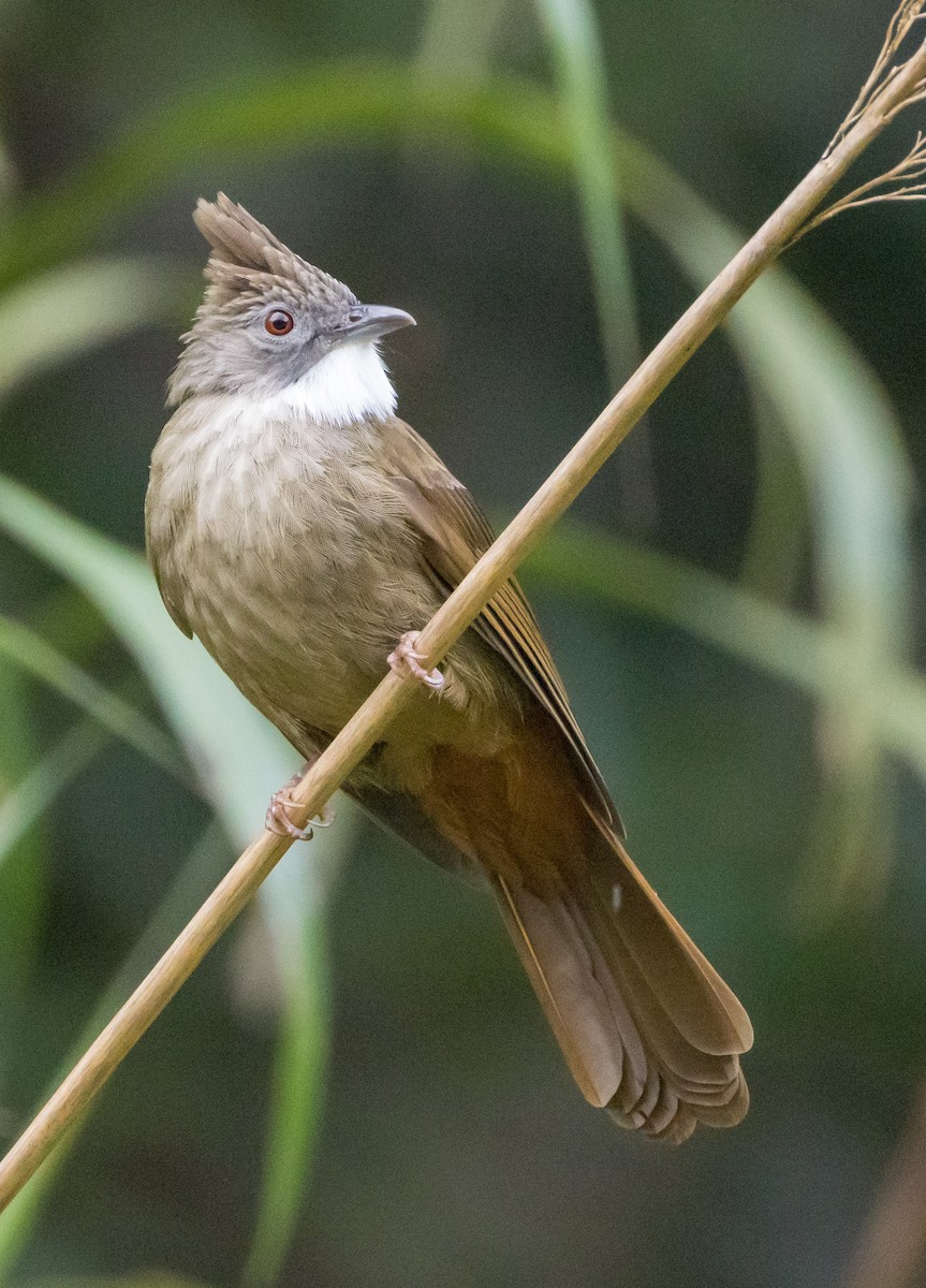 Бюльбюль-бородань іржастий - ML646767168